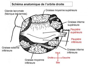 anatomie-orbite