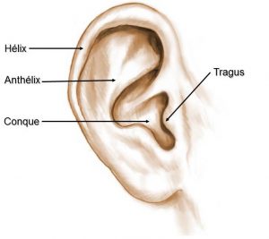 Anatomie oreille décollée