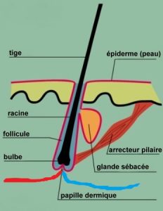 fig-1-anatomie-cheveu