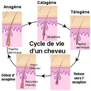 Cycle de vie d'un cheveux